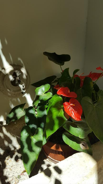 Federico II Bed and Breakfast Brindisi Buitenkant foto